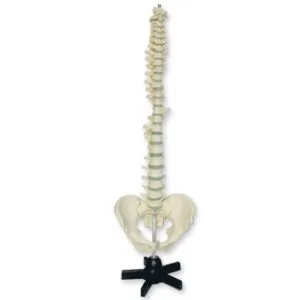 VERTEBRAS Y PELVIS Marca Nahita.