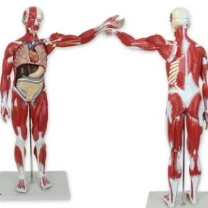 CUERPO ENTERO C/MUSCULOS, NUMERADO Marca Nahita.