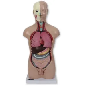 MINI TORSO HUMANO Marca Nahita.