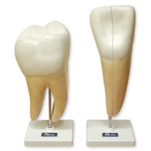 CANINO Y MOLAR Marca Nahita.