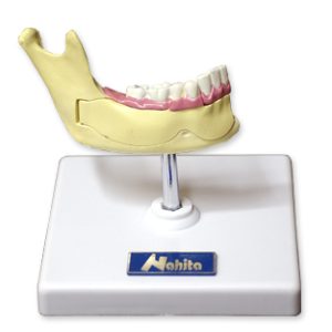 mitad-de-mandibula-inferior