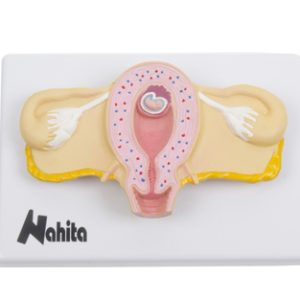 DESARROLLO EMBRIONARIO Marca Nahita.
