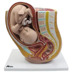 pelvis-de-embarazo