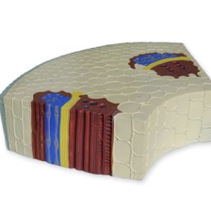 TALLO DE DICOTILEDONEA Marca Nahita.