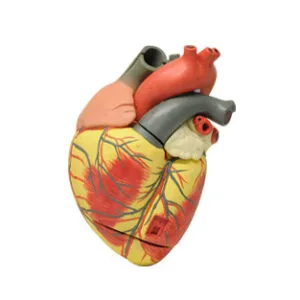 CORAZON Marca Nahita.