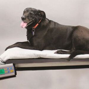 Balanza veterinario CPWpLUS 150L Marca Adam.