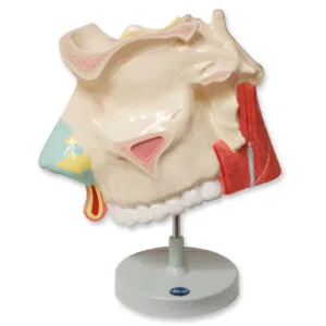 Cavidad nasal Marca Nahita.