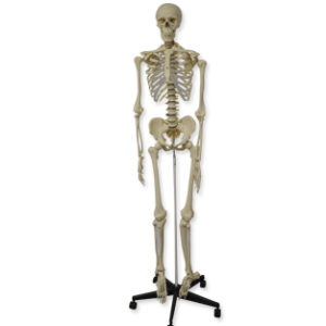 ESQUELETO HUMANO, 180 CM Marca Nahita.
