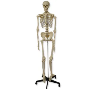 ESQUELETO HUMANO, 180 CM Marca Nahita.