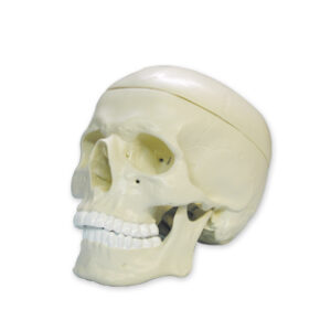 CRANEO Y MANDIBULA Marca Nahita.
