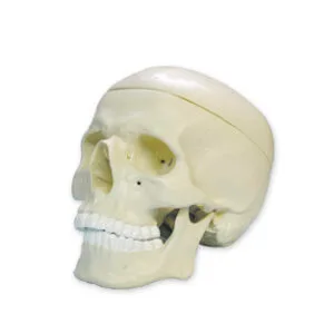 CRANEO Y MANDIBULA Marca Nahita.