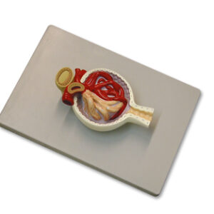 CORPÚSCULO RENAL Marca Nahita.