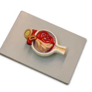 CORPÚSCULO RENAL Marca Nahita.