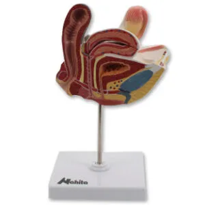 APARATO GENITAL FEMENINO Marca Nahita.