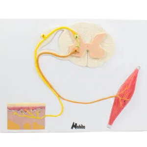 Médula espinal, músculo y piel Marca Nahita.