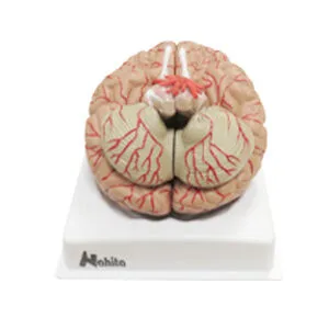 CEREBRO HUMANO, 9 PARTES Marca Nahita.