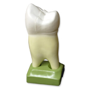 Premolar superior c/2 raíces Marca Nahita.