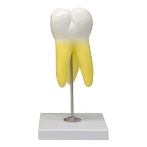 MOLAR SUPERIOR C/3 RAICES Marca Nahita.