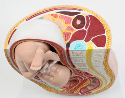 PELVIS DE EMBARAZO Marca Nahita. - Imagen 2