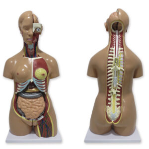 TORSO HUMANO BISEXO, ESPALDA ABIERTA Marca Nahita.