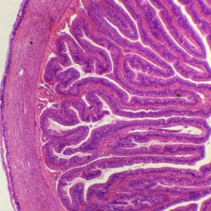 INTESTINO DELGADO DE RANA, S.T. Marca Zuzi.