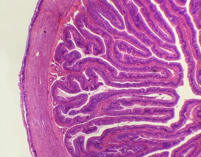 INTESTINO DELGADO DE RANA, S.T. Marca Zuzi.