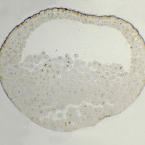 BLASTULA DE RANA, SEC. Marca Zuzi.