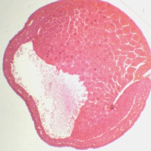 GASTRULA DE RANA, SEC. Marca Zuzi.