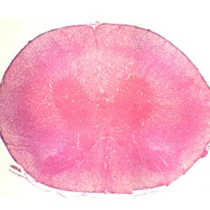 MEDULA ESPINAL DE CONEJO, S.T. Marca Zuzi.
