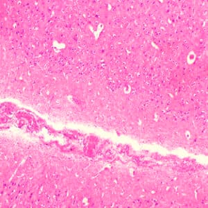CEREBRO CONEJO, TINCION PLATA, SEC. Marca Zuzi.