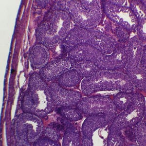 TESTICULO DE CONEJO, SEC. Marca Zuzi.
