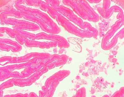 INTESTINO GRUESO DE RANA, S.T. Marca Zuzi.