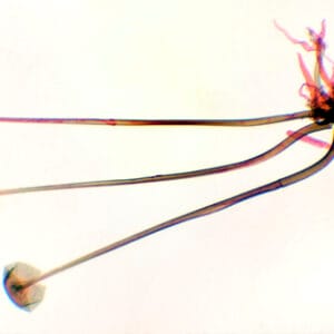 RHIZOPUS NIGRICANS, M.E. Marca Zuzi.