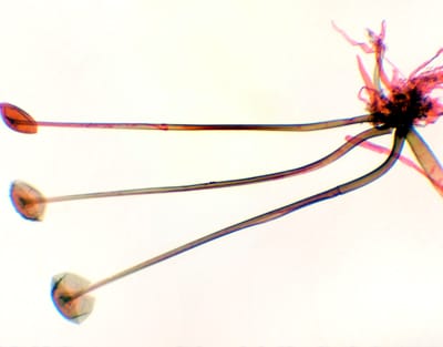 RHIZOPUS NIGRICANS, M.E. Marca Zuzi.
