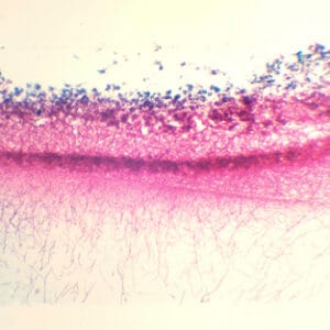 PENICILLIUM, M.E. Marca Zuzi.