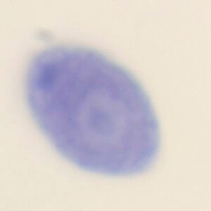 CHLAMYDOMONAS, M.E. Marca Zuzi.