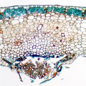 TALO DE MARCHANTIA, S.T. Marca Zuzi.