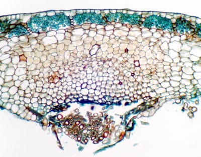 TALO DE MARCHANTIA, S.T. Marca Zuzi.