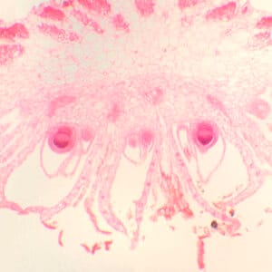 ARQUEGONIO DE MARCHANTIA, S.L. Marca Zuzi.