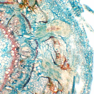 RAIZ PARASITARIA DE CUSCUTA CHINENSIS, S.T. Marca Zuzi.