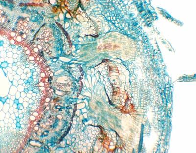 RAIZ PARASITARIA DE CUSCUTA CHINENSIS, S.T. Marca Zuzi.