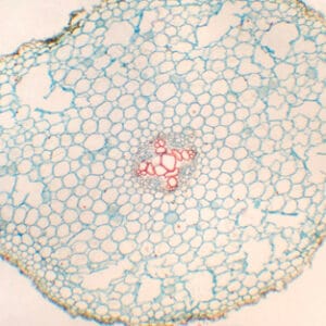 RAIZ DE RANUNCULUS JAPONICUS, S.T. Marca Zuzi.