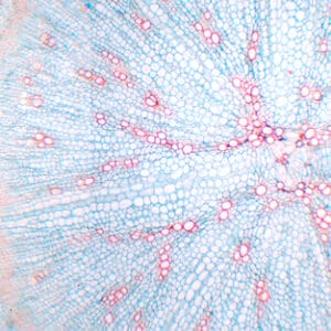RAIZ DE DAUCUS CAROTA (ZANAHORIA), S.T. Marca Zuzi.
