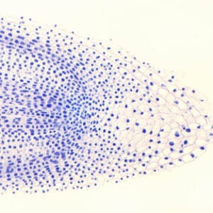MITOSIS, PUNTA DE RAIZ DE CEBOLLA, S.L. Marca Zuzi.