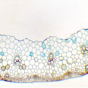 TALLO DE TRITICUM AESTIVUM (TRIGO), S.T. Marca Zuzi.