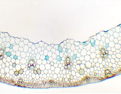 TALLO DE TRITICUM AESTIVUM (TRIGO), S.T. Marca Zuzi.