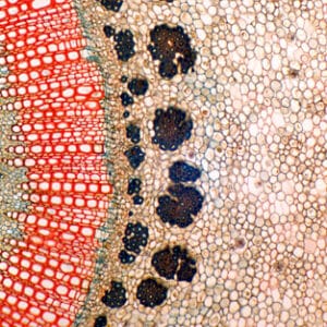 TALLO DE NERIUM INDICUM (ADELFA), S.T. Marca Zuzi.
