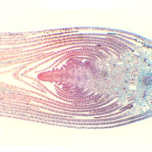 PUNTA DE TALLO DE HYDRILLA VERTICILLATA, S.L. Marca Zuzi.