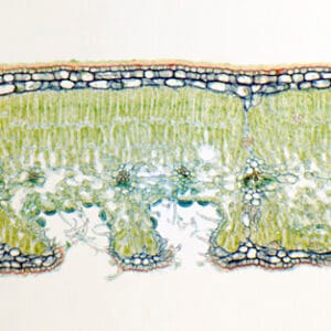 HOJA NERIUM INDICUM CON ESTOMAS FOVEOLADOS, S.T. Marca Zuzi.