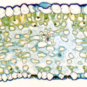 HOJA DE LIRIO, S.T. Marca Zuzi.